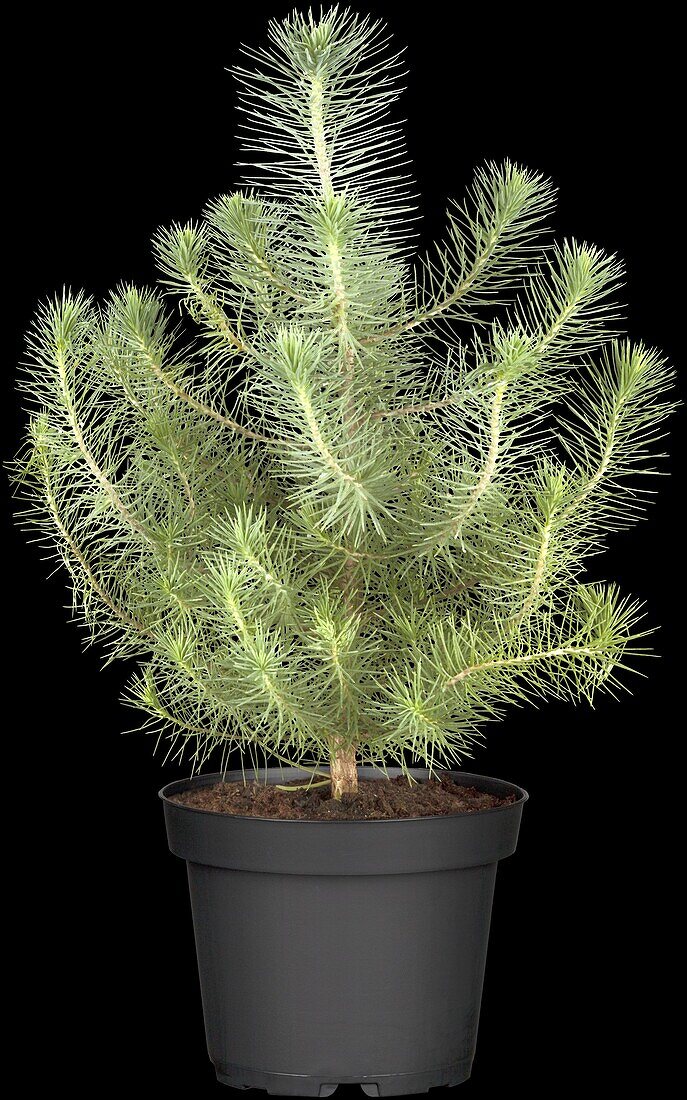 Pinus pinea 'Silver Crest'