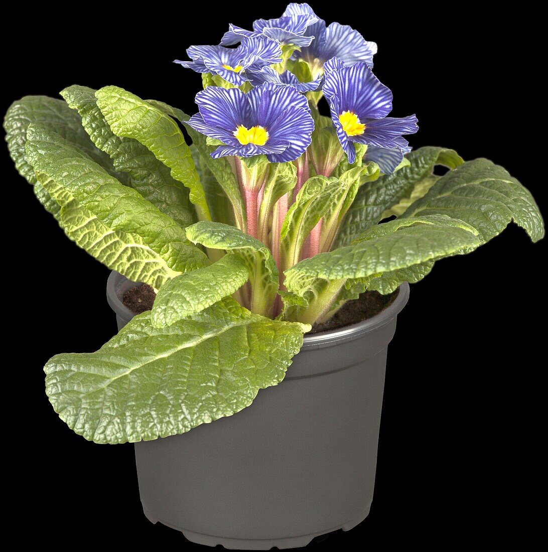 Primula vulgaris 'Zebra Blue