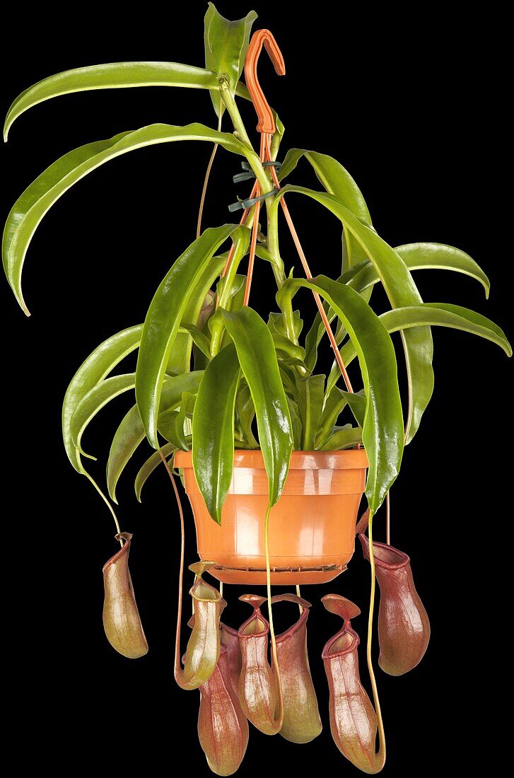 Nepenthes alata