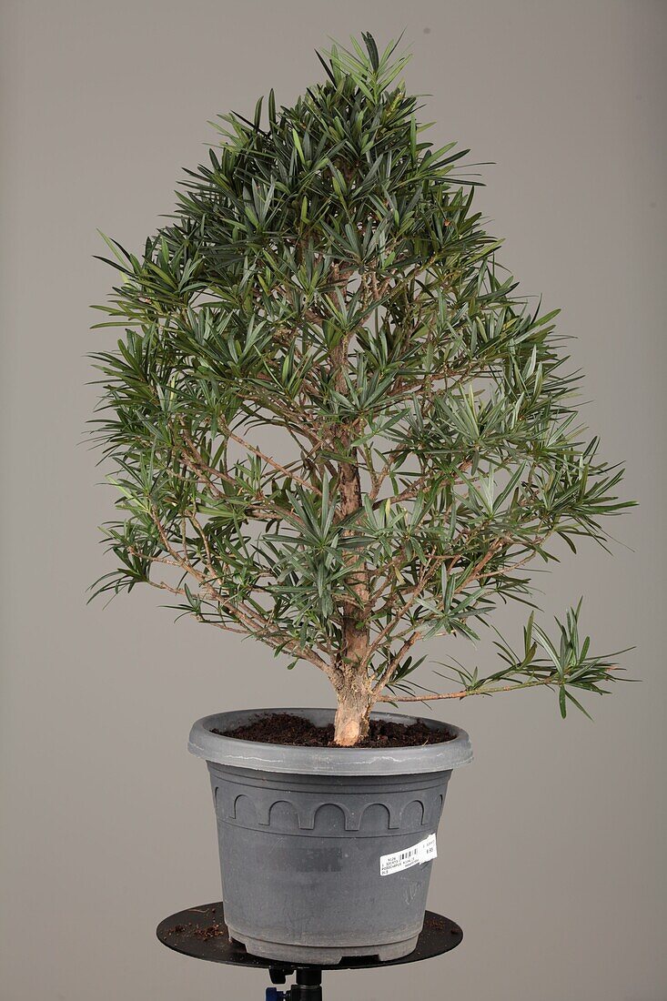 Podocarpus nivalis