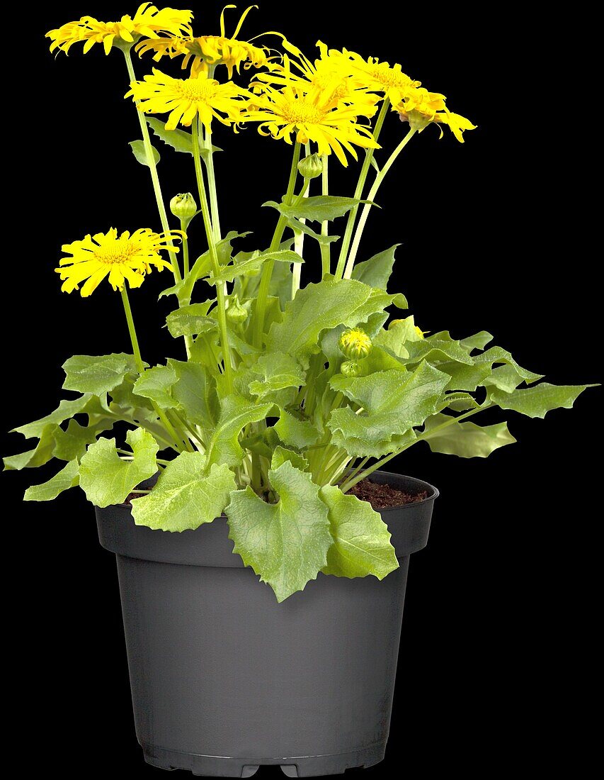 Doronicum orientale