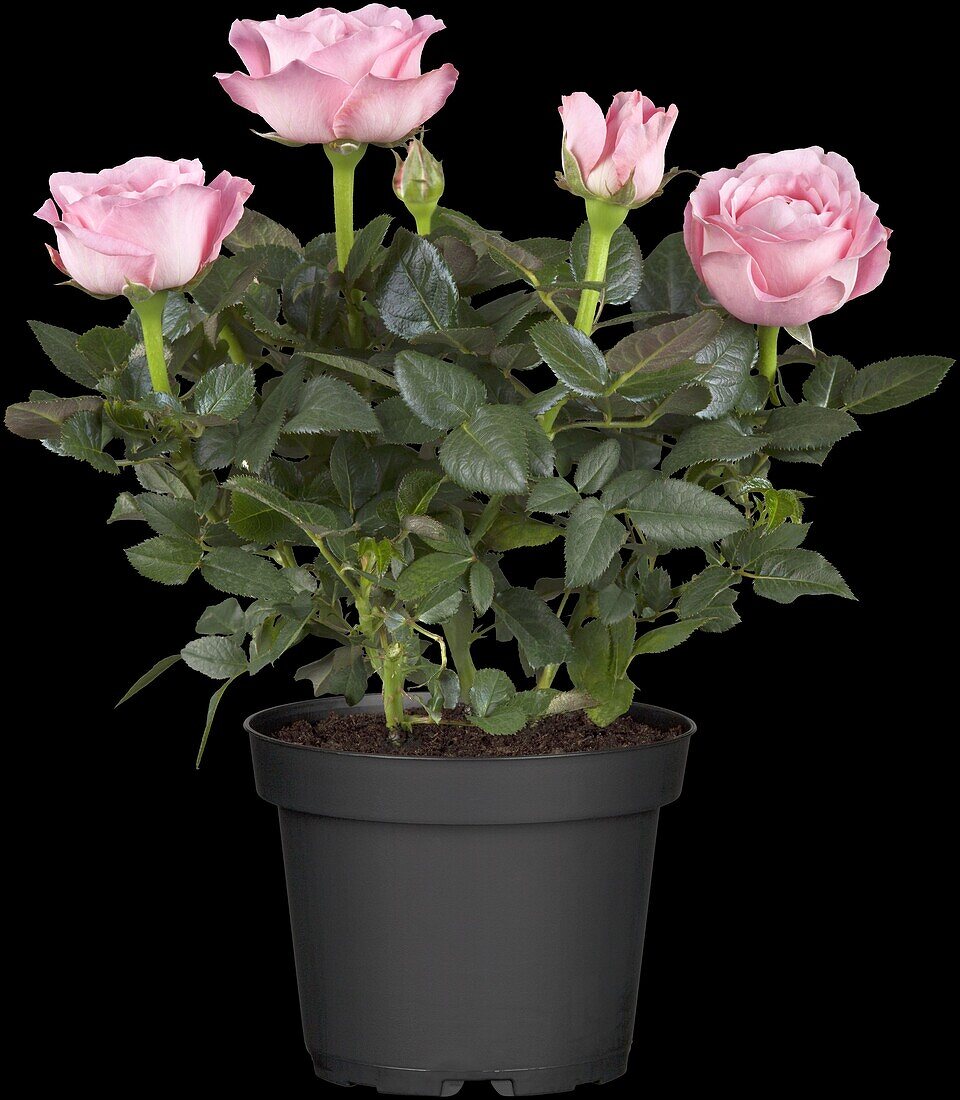 Potted rose