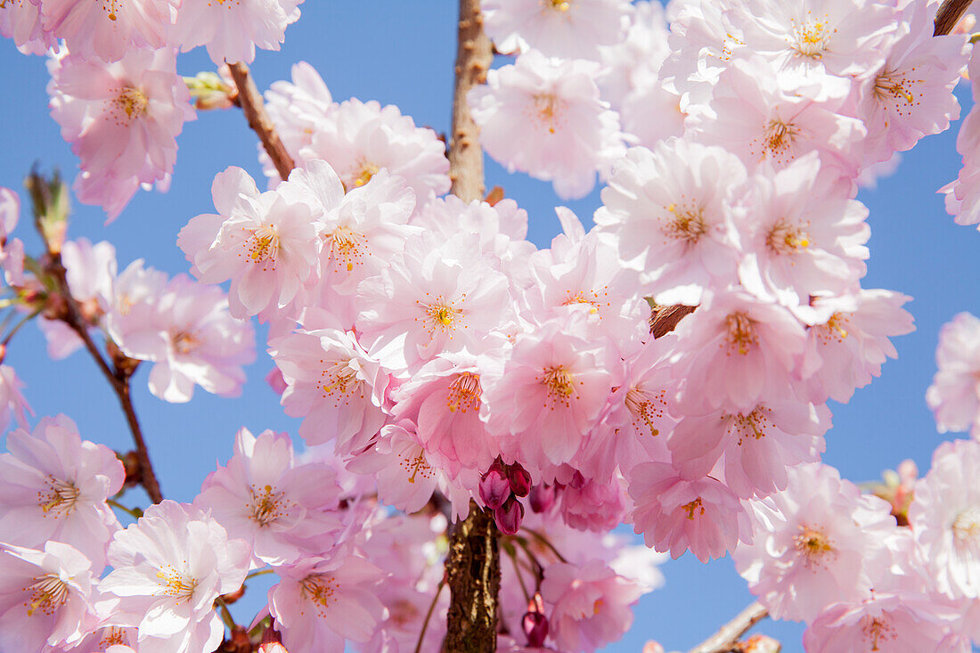 Prunus serrulata