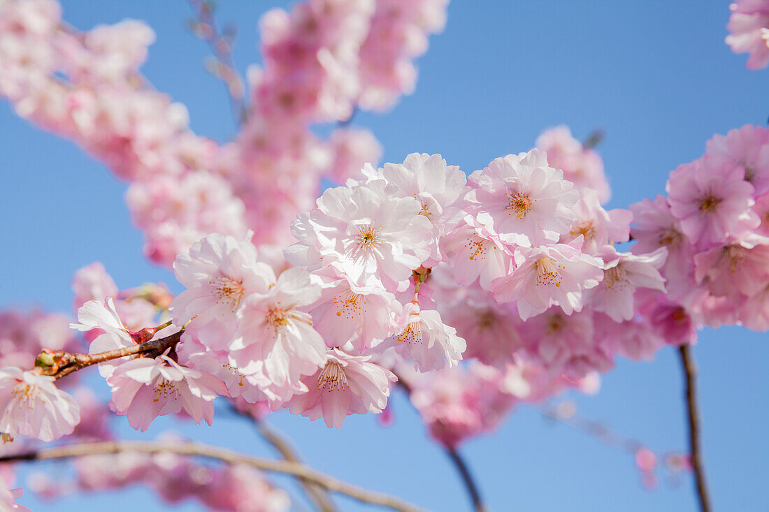 Prunus serrulata