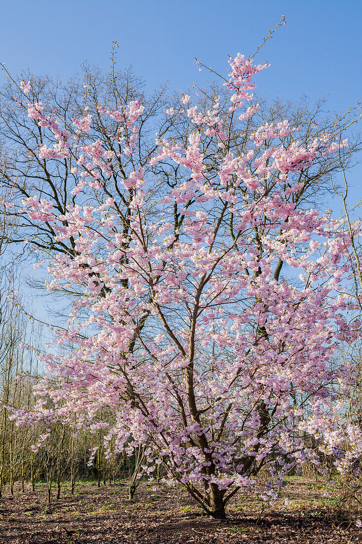 Prunus serrulata