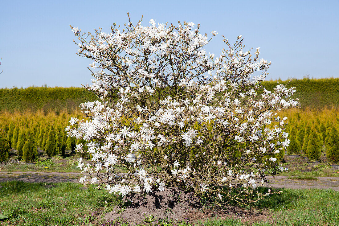 Magnolia stellata