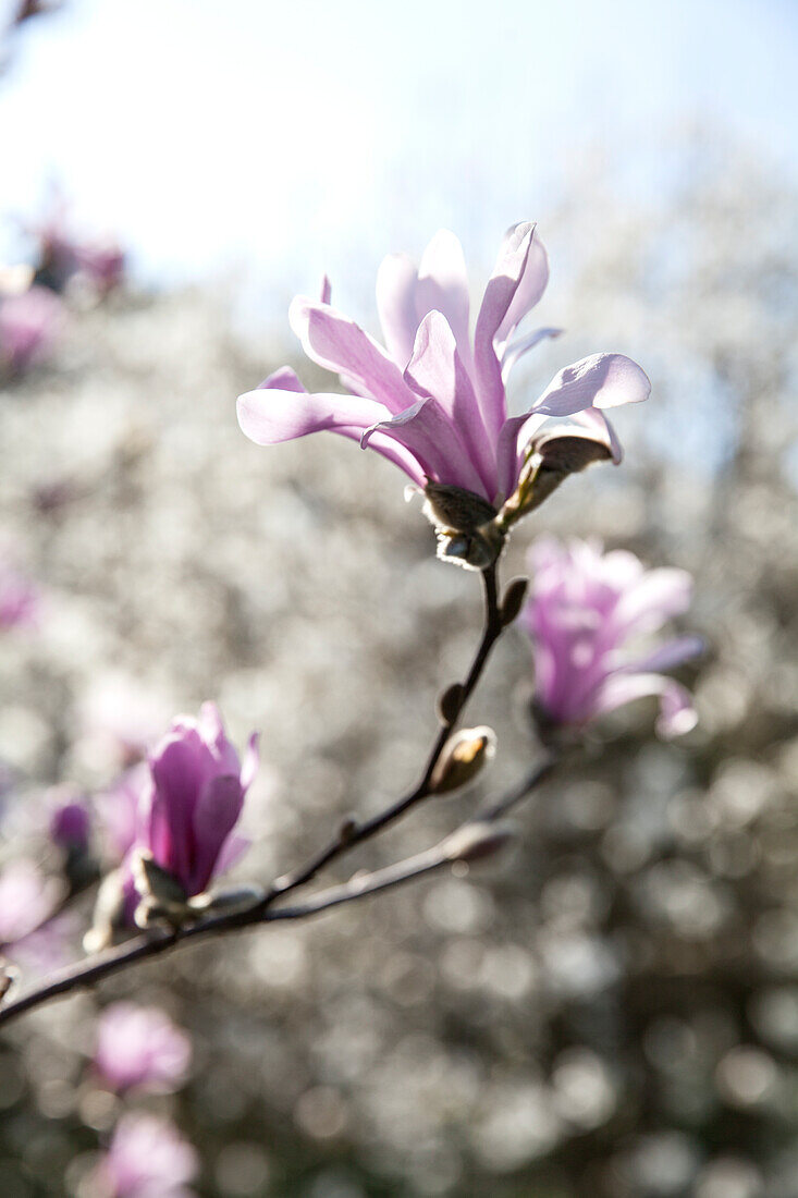 Magnolia x 'Leonard Messel' loebneri