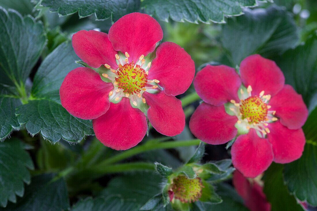 Fragaria x ananassa 'Fragoo® Toscana