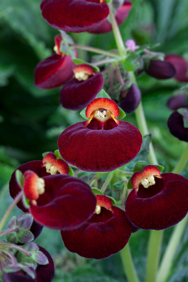 Calceolaria calynopsis