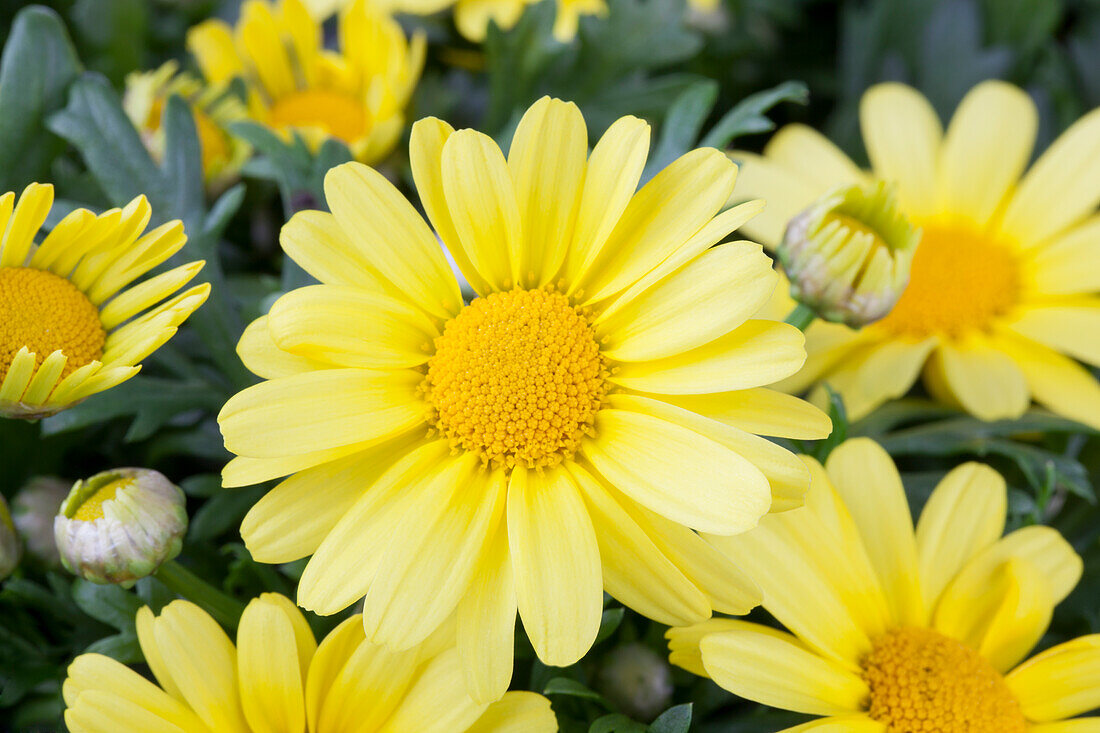 Argyranthemum frutescens, yellow