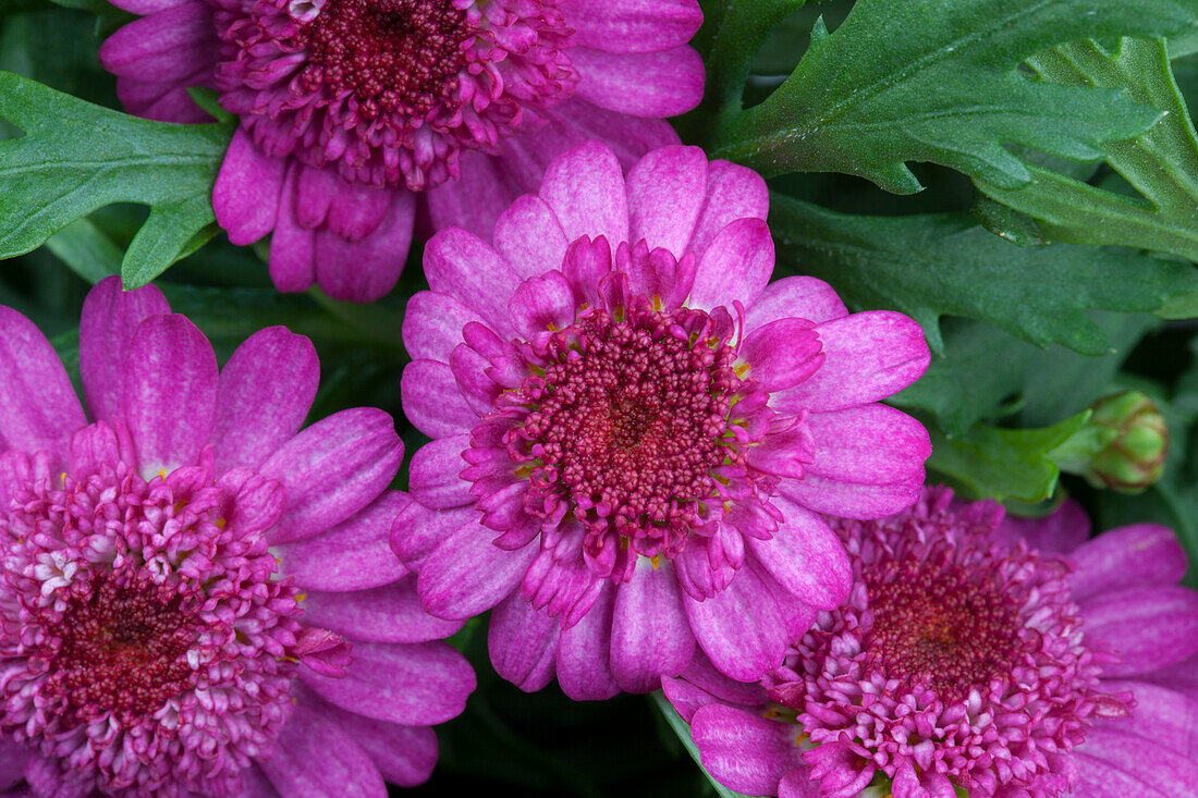 Argyranthemum frutescens