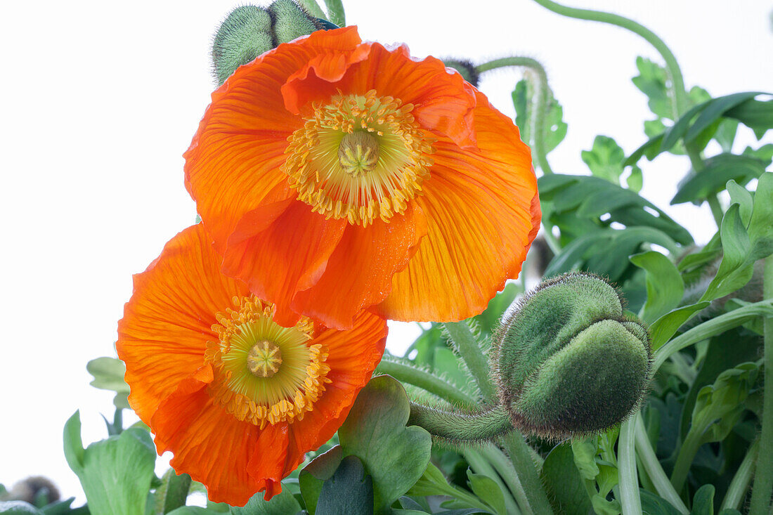 Papaver nudicaule, orange