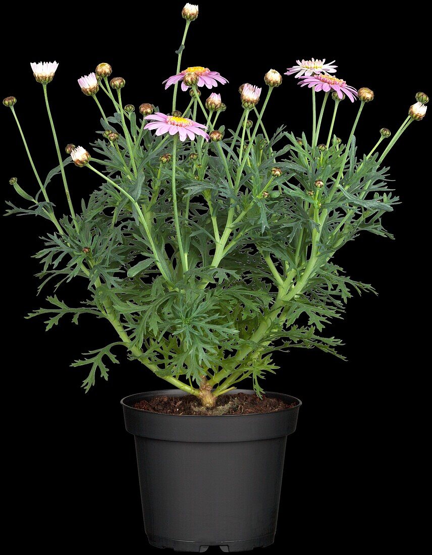 Argyranthemum frutescens