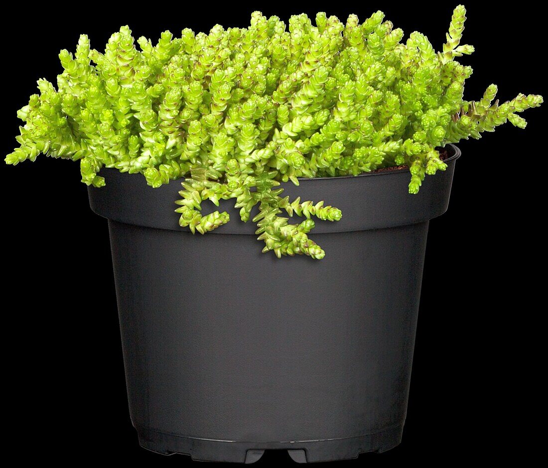 Sedum acre