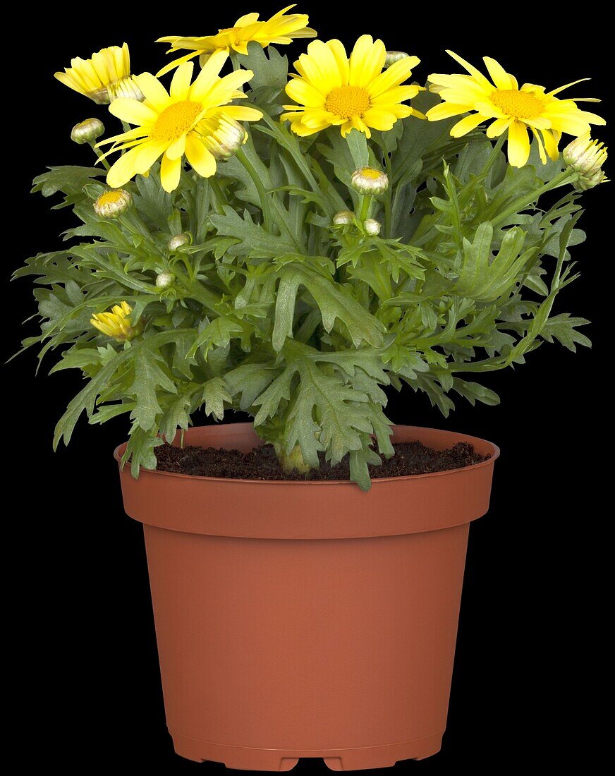 Argyranthemum frutescens, yellow