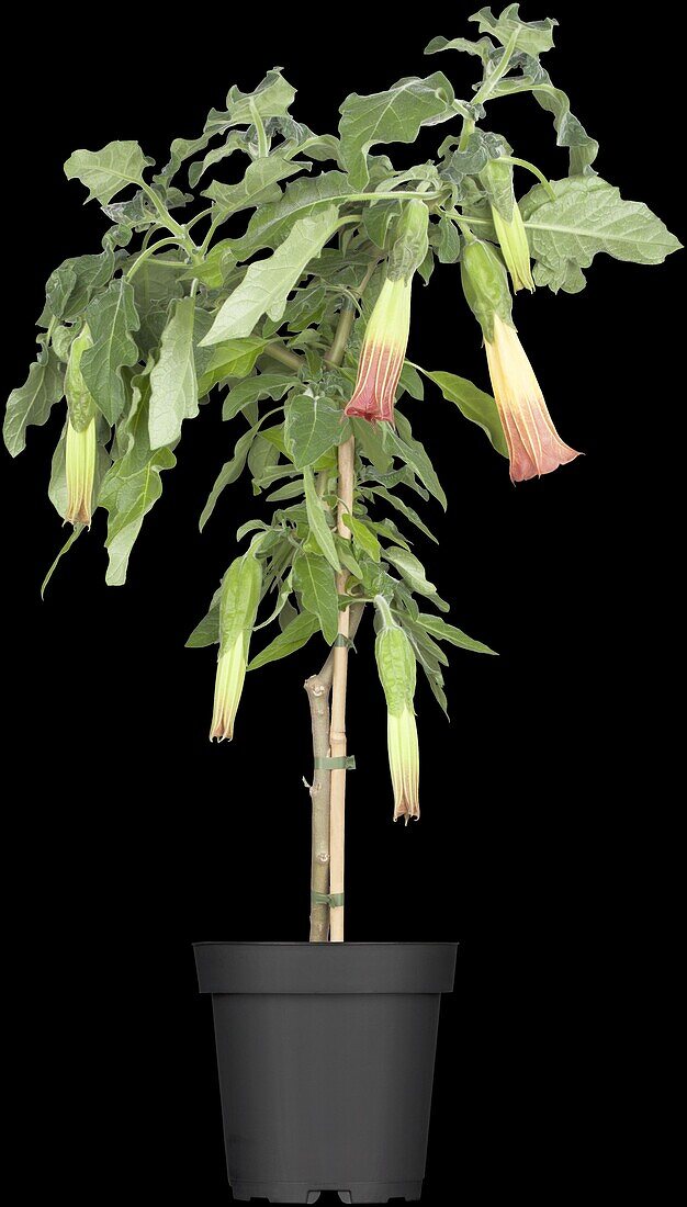 Brugmansia sanguinea 'Cordata'