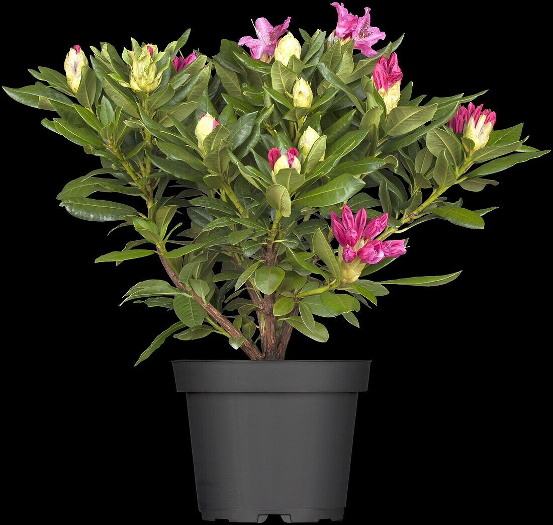 Rhododendron 'Cosmopolitan