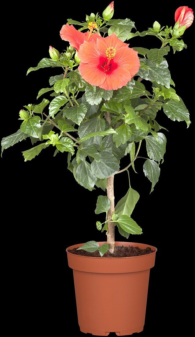 Hibiscus rosa-sinensis, Stamm