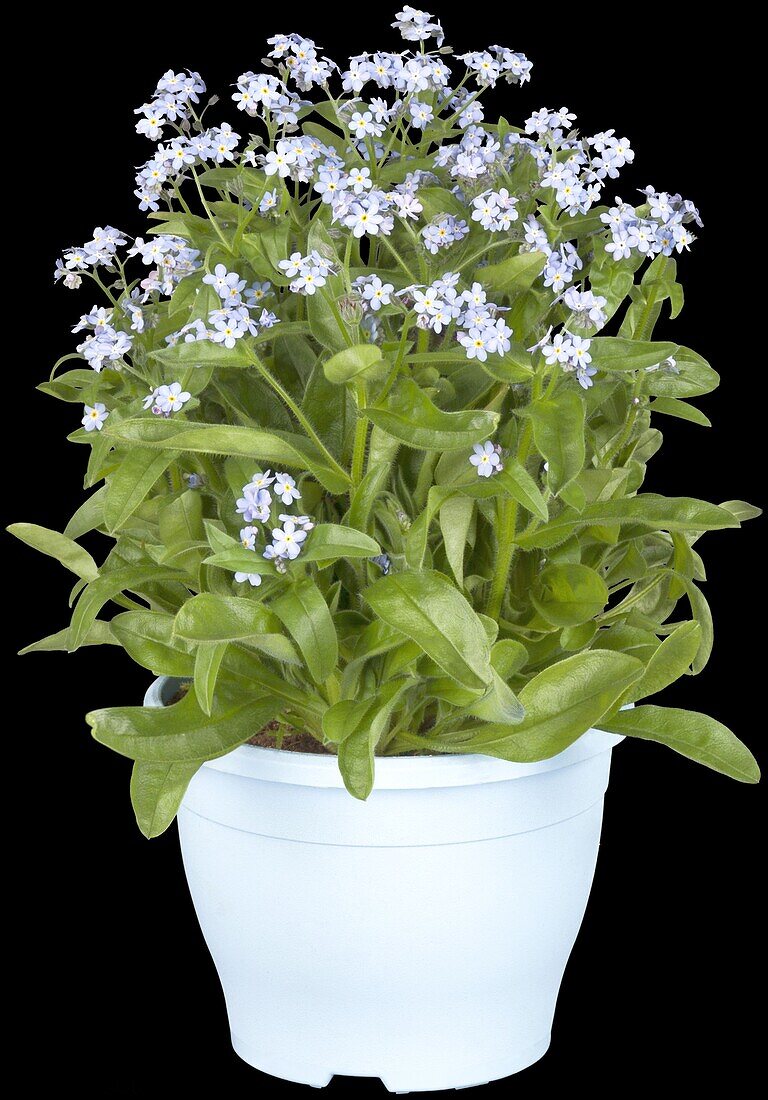 Myosotis sylvatica 'Mon Amie Blue'