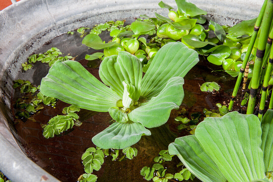 Pistia stratiotes