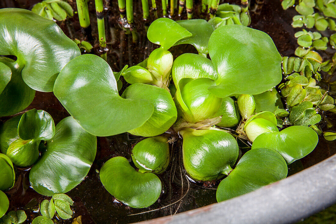 Eichhornia crassipes