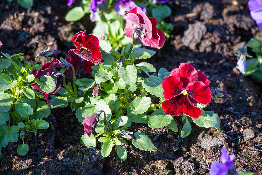 Viola cornuta 'Twix red with eye'