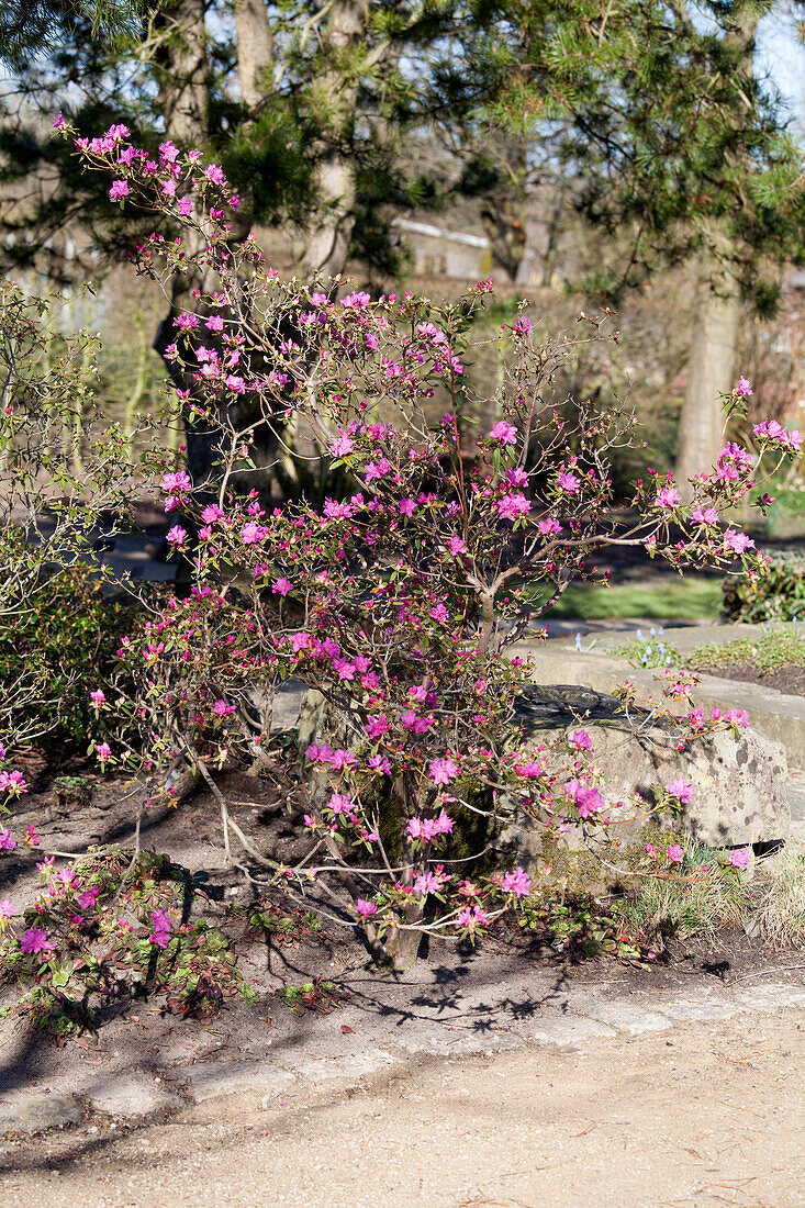 Rhododendron dauricum 'Boskoop Ostara'