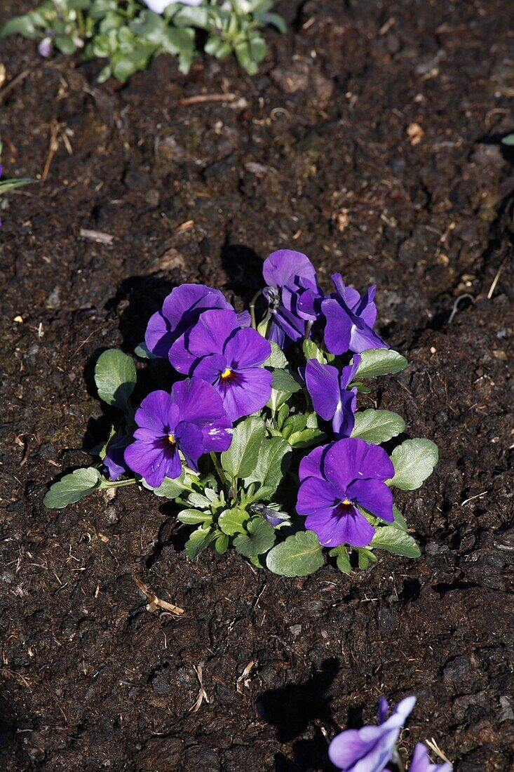 Viola cornuta