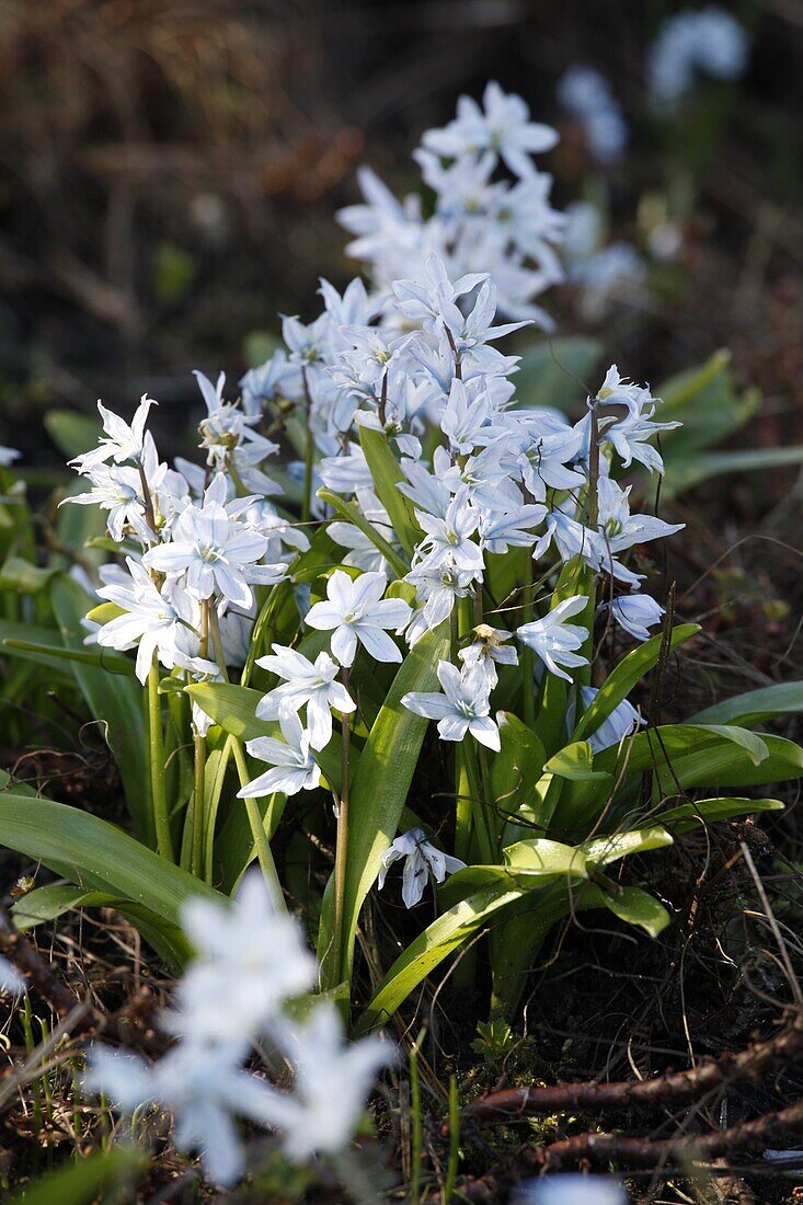 Crocus