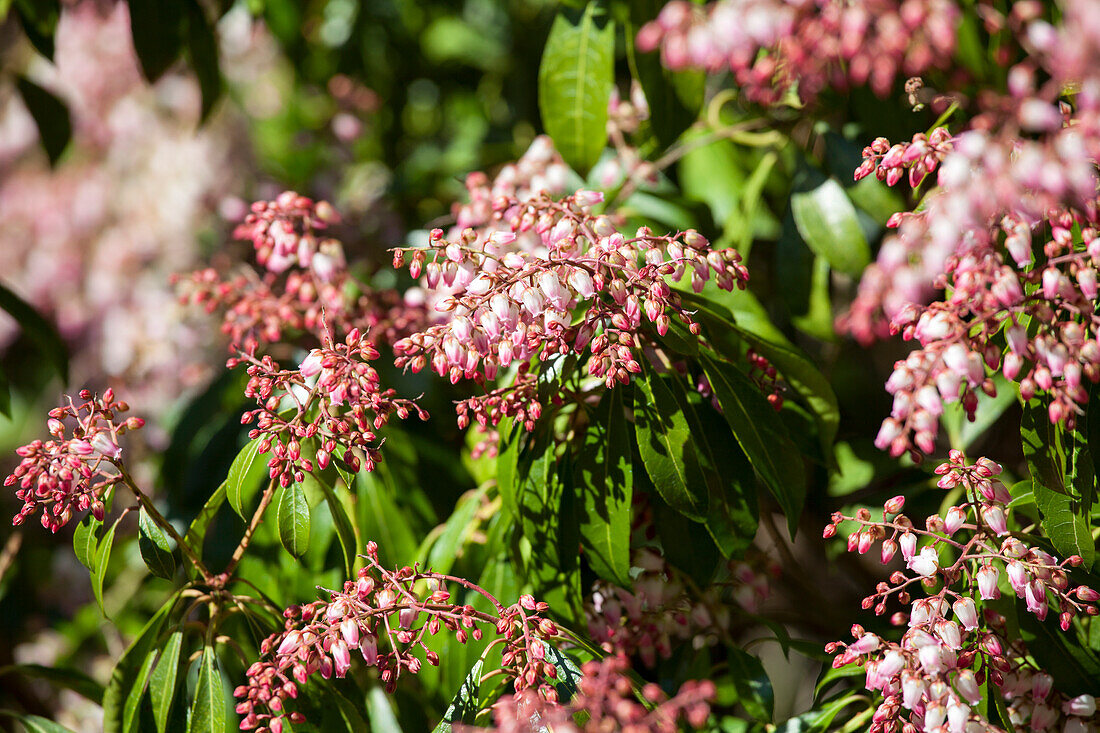 Pieris japonica