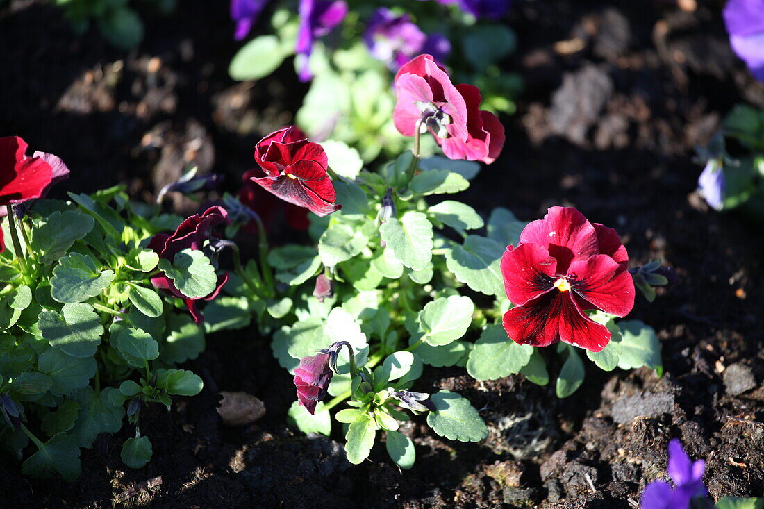 Viola cornuta 'Twix red with eye'