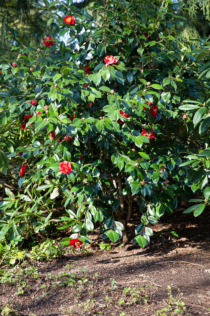 Camellia japonica San Dimas