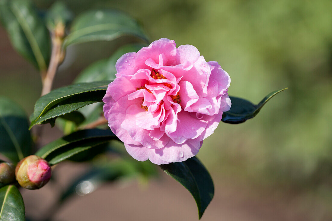 Camellia japonica 'El Dorado'