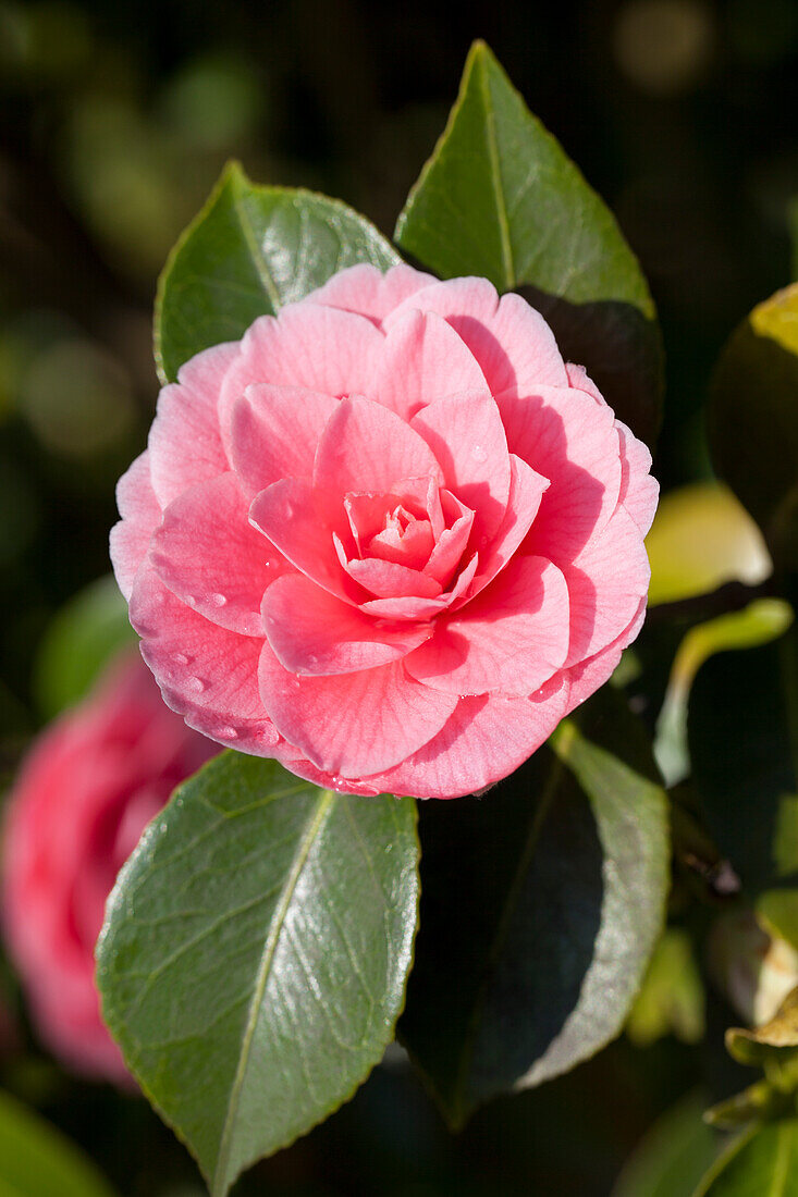 Camellia japonica 'Mrs Tingley