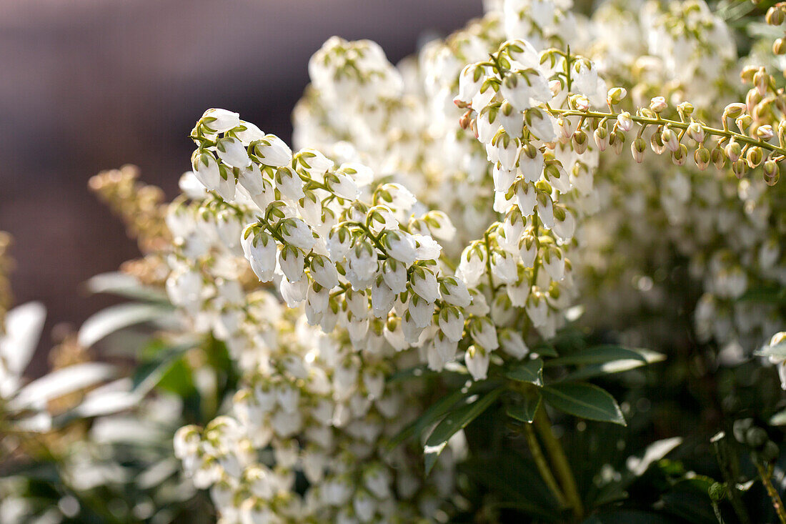 Pieris japonica 'Debutante'