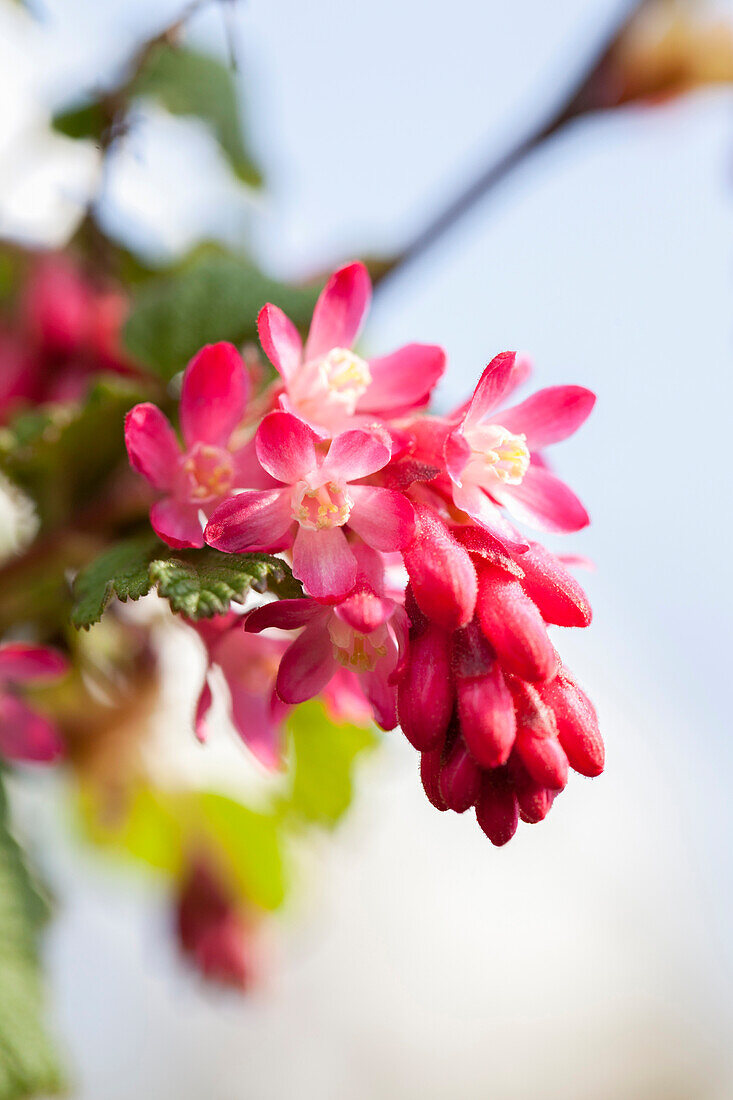 Ribes sanguineum