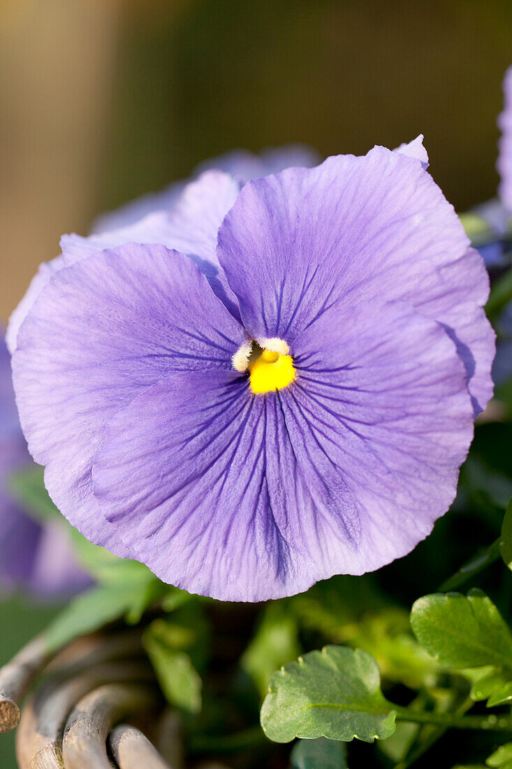 Viola x wittrockiana, lila