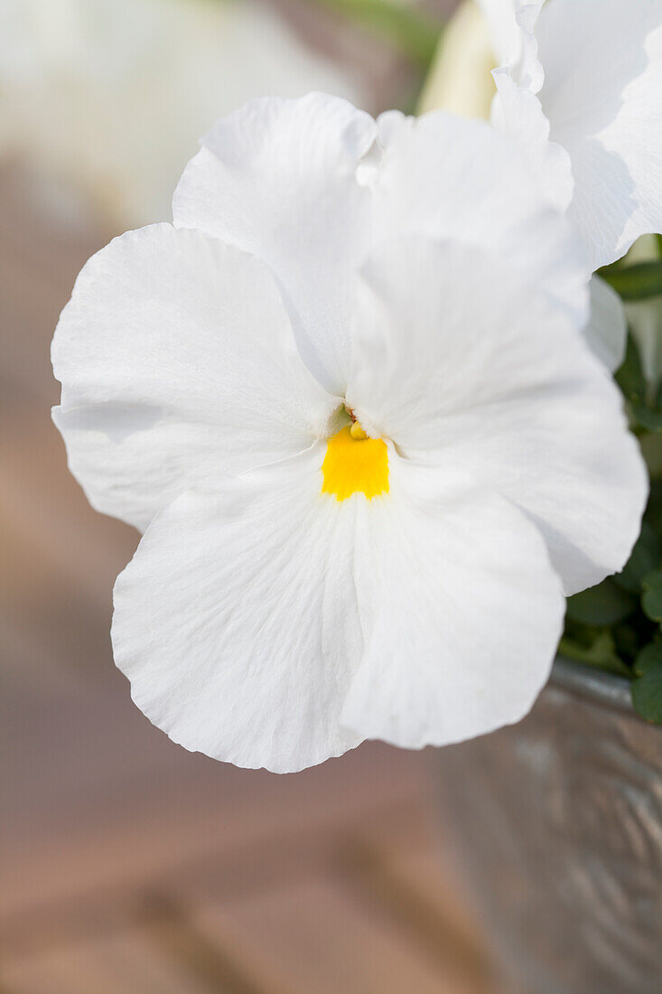 Viola x wittrockiana, white
