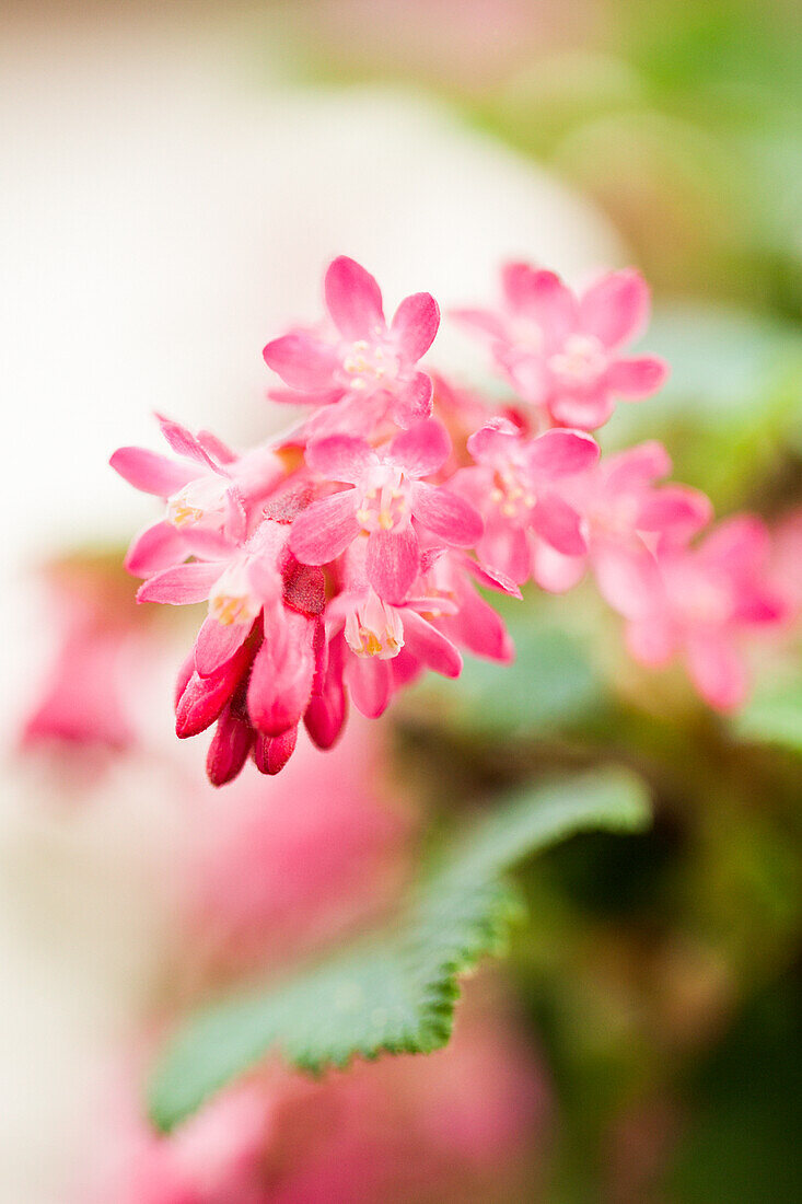 Ribes sanguineum 'King Edward VII'.