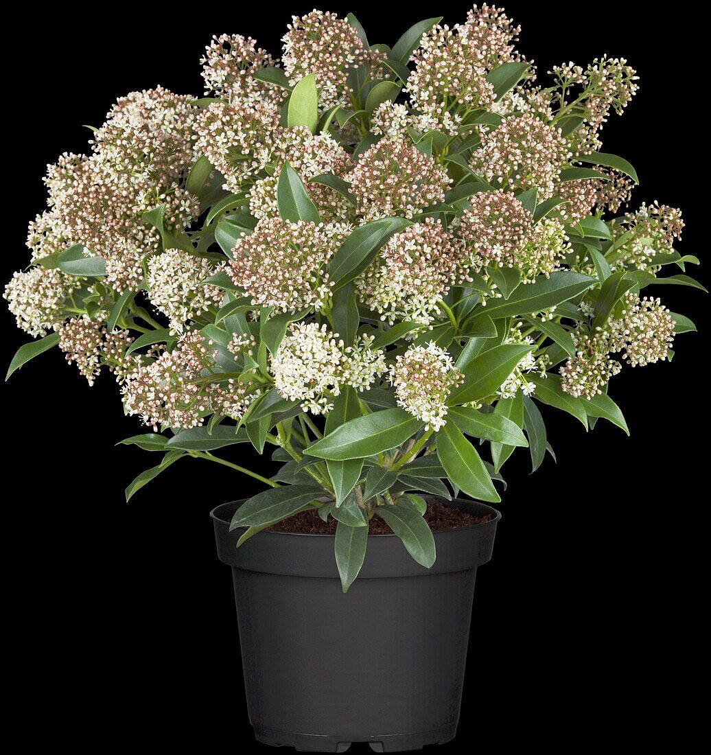 Skimmia japonica 'Marlot'