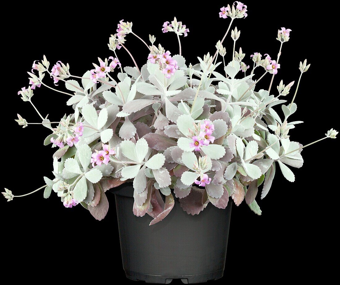 Kalanchoe pumila