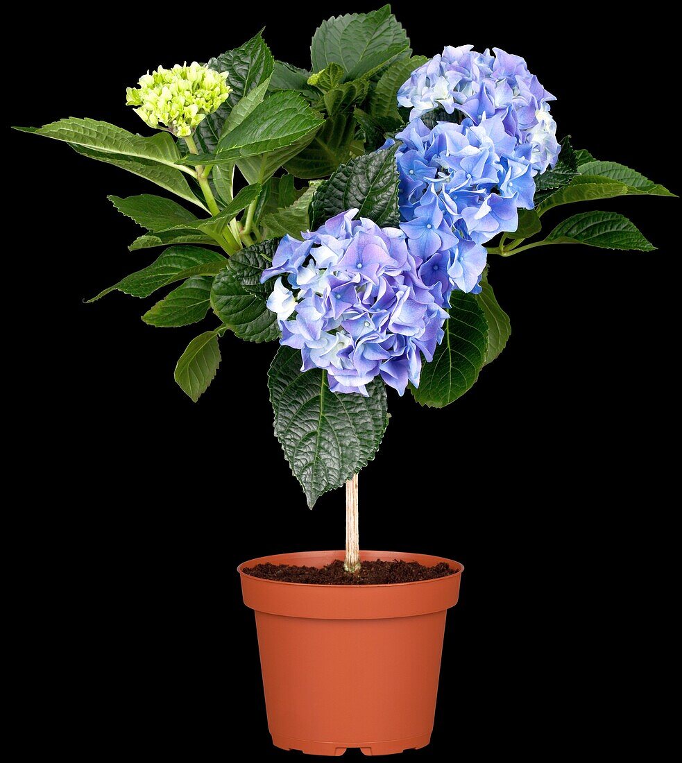 Hydrangea macrophylla, Stamm