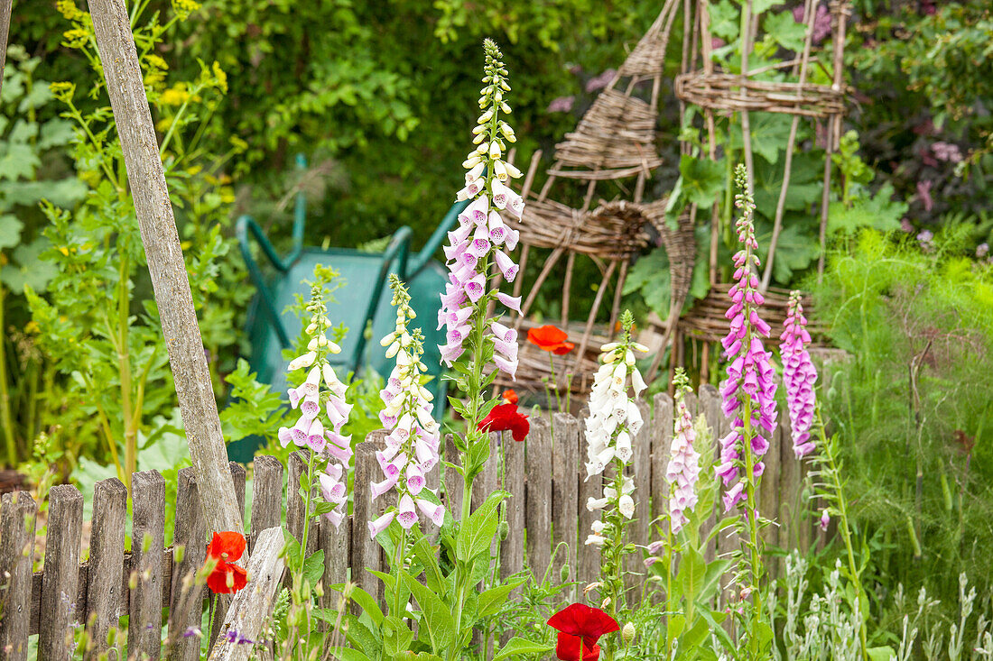 Digitalis purpurea