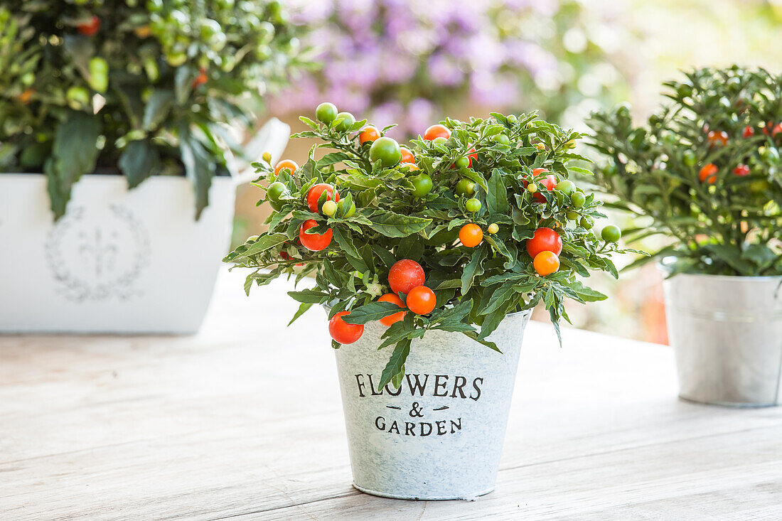 Solanum pseudocapsicum