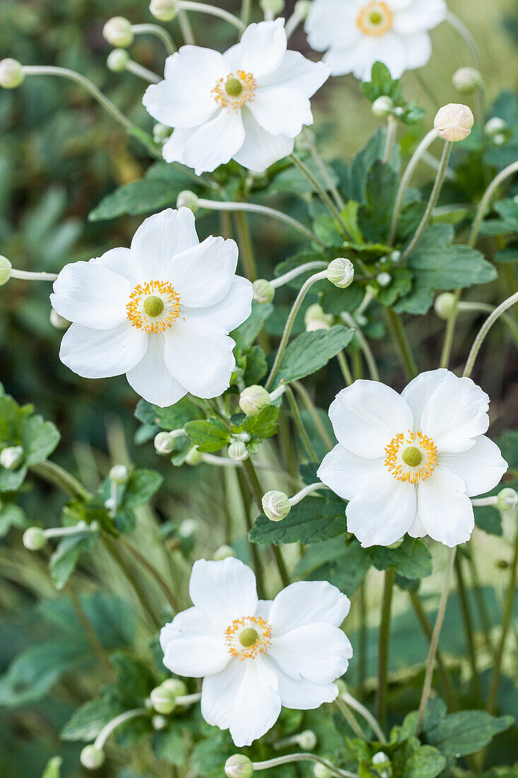 Anemone japonica, white