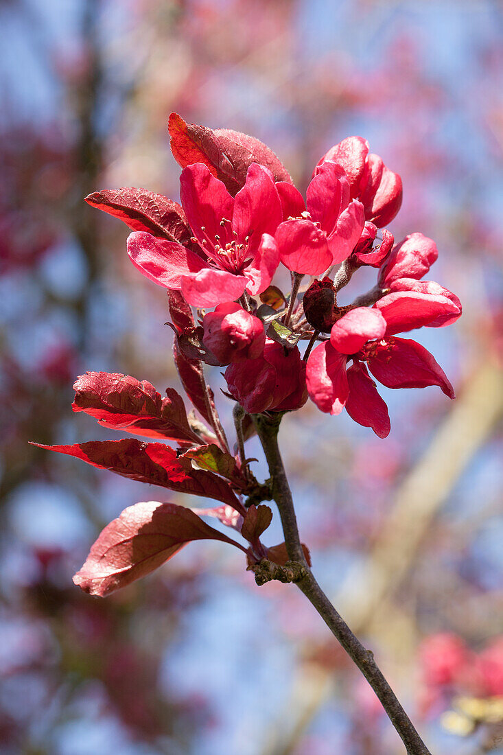 Malus 'Dark Rosaleen'