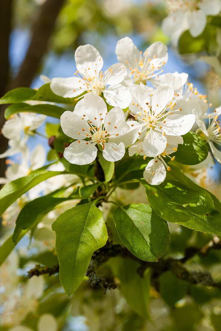 Malus 'Red Jewel