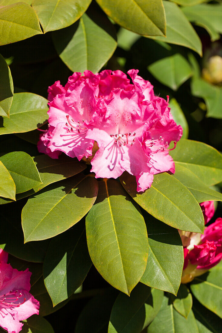 Rhododendron, pinkish red