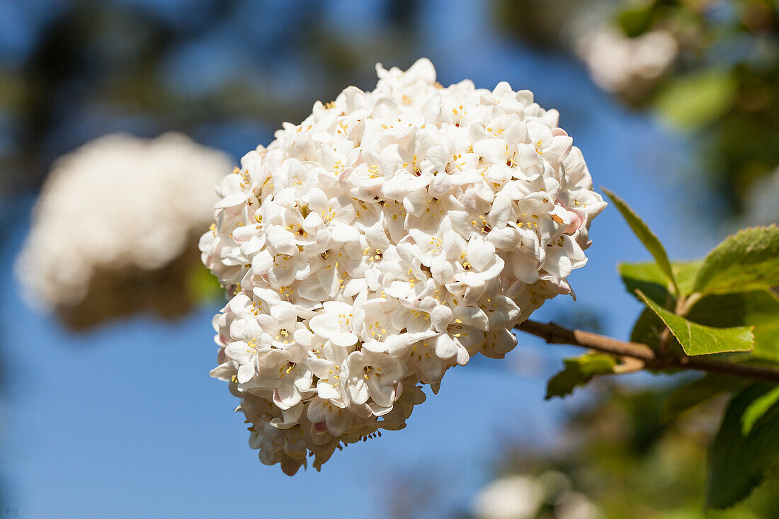 Viburnum carlcephalum