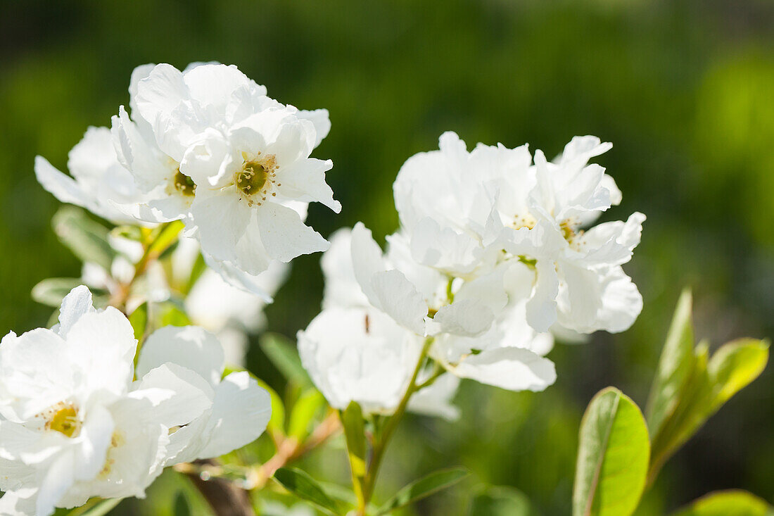 Exochorda racemosa Magical Springtime